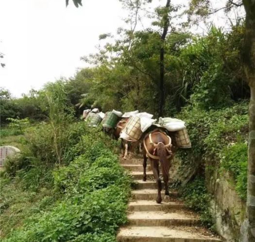 晋城山区马帮运输